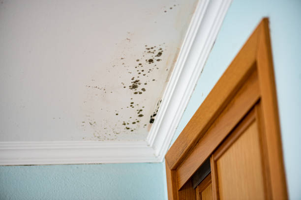 Why You Should Choose Our Mold Remediation Services in Pottstown, PA